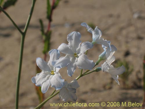 Image of Zephyra elegans (). Click to enlarge parts of image.