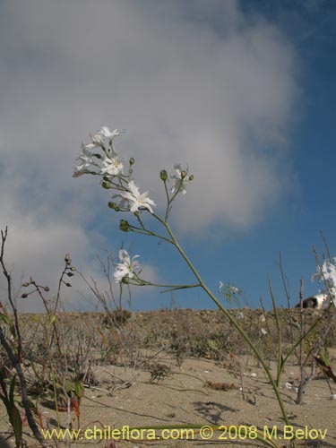 Image of Zephyra elegans (). Click to enlarge parts of image.