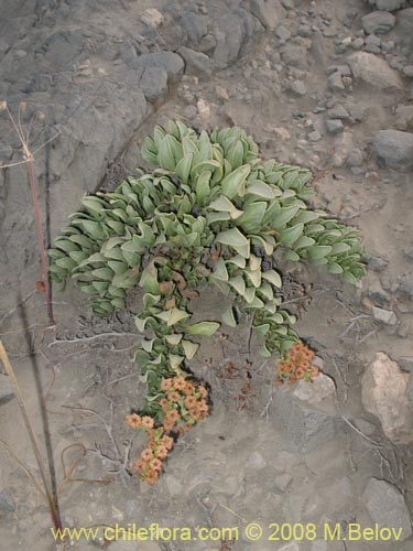 Imágen de Heliotropium megalanthum (). Haga un clic para aumentar parte de imágen.