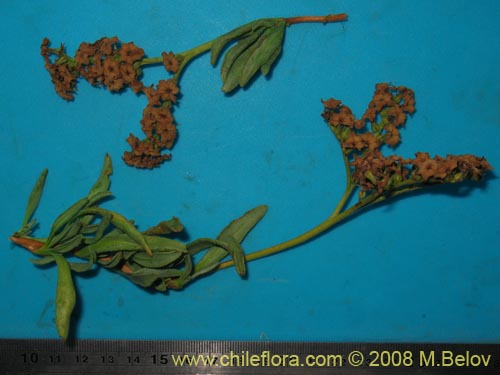 Imágen de Heliotropium megalanthum (). Haga un clic para aumentar parte de imágen.