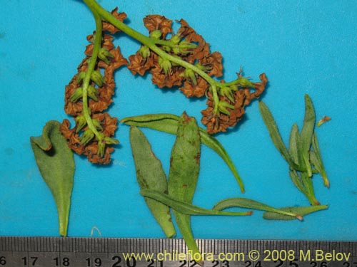 Imágen de Heliotropium megalanthum (). Haga un clic para aumentar parte de imágen.