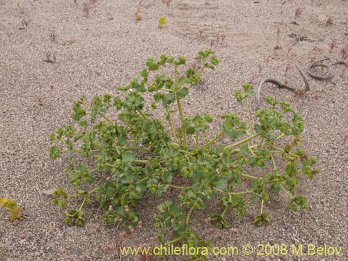 Euphorbia sp. #1352的照片