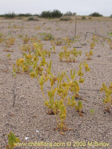Bild von Nolana sp. #1169 (). Klicken Sie, um den Ausschnitt zu vergrössern.