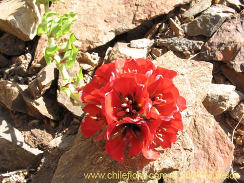 Image of Leontochir ovallei (). Click to enlarge parts of image.