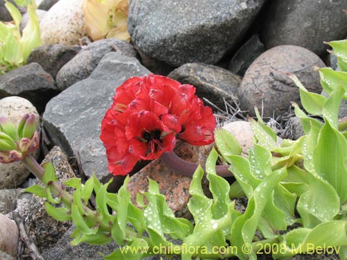 Leontochir ovallei의 사진