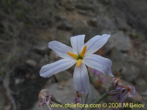 Image of Leucocoryne appendiculata (). Click to enlarge parts of image.