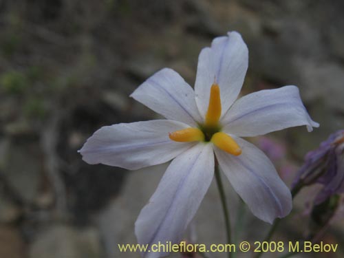 Image of Leucocoryne appendiculata (). Click to enlarge parts of image.