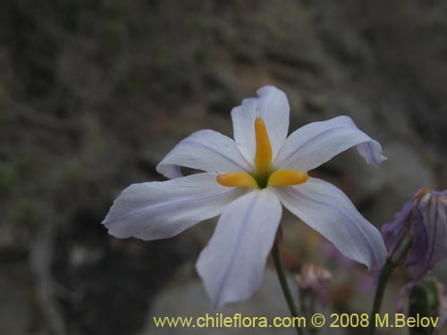 Image of Leucocoryne appendiculata (). Click to enlarge parts of image.