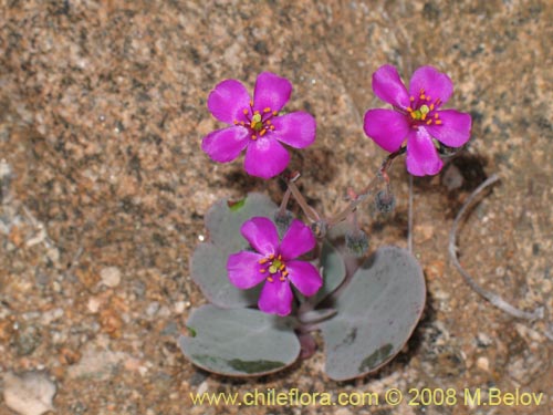 Calandrinia cachinalensis的照片