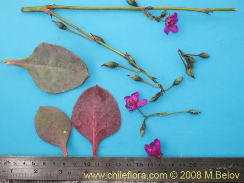 Calandrinia cachinalensis的照片