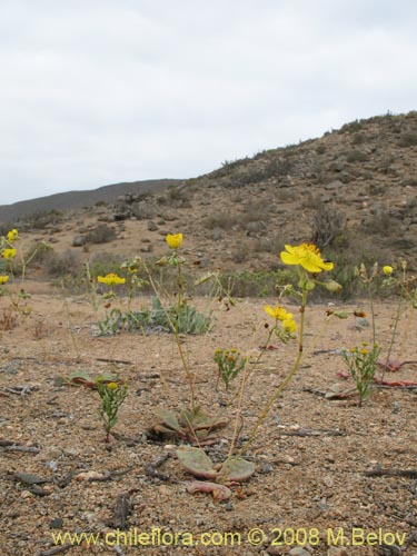 Image of Calandrinia littoralis (). Click to enlarge parts of image.