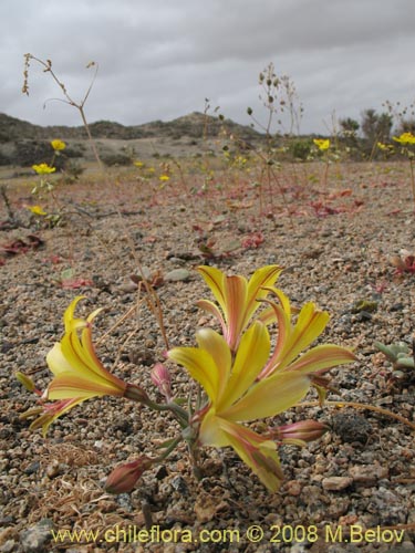 Image of Alstroemeria kingii (). Click to enlarge parts of image.