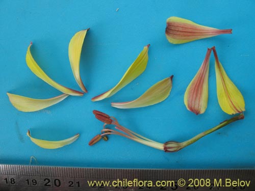 Image of Alstroemeria kingii (). Click to enlarge parts of image.