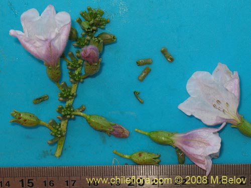 Image of Nolana mollis (). Click to enlarge parts of image.