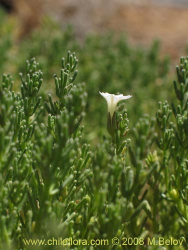 Bild von Nolana sp. #1792 (). Klicken Sie, um den Ausschnitt zu vergrössern.