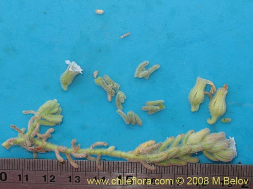 Image of Nolana sp. #1790 (). Click to enlarge parts of image.