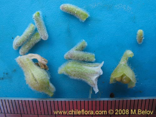 Image of Nolana sp. #1790 (). Click to enlarge parts of image.