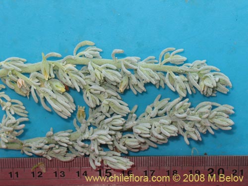 Bild von Nolana sp. #1789 (). Klicken Sie, um den Ausschnitt zu vergrössern.