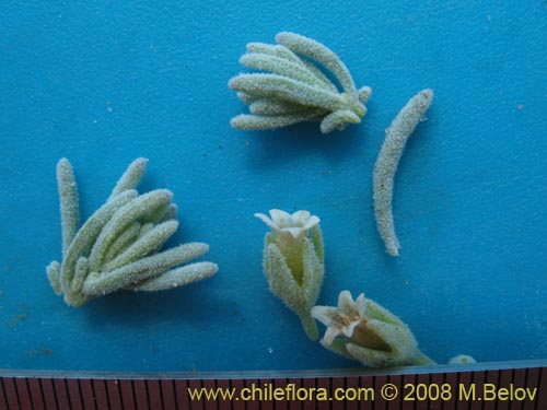 Bild von Nolana sp. #1789 (). Klicken Sie, um den Ausschnitt zu vergrössern.