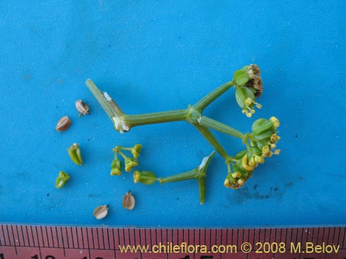 Bild von Gymnophyton sp.  #1759 (). Klicken Sie, um den Ausschnitt zu vergrössern.