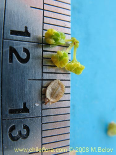 Image of Gymnophyton sp.  #1759 (). Click to enlarge parts of image.