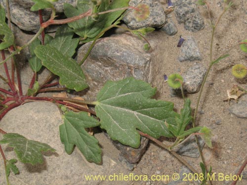 Bild von Cristaria molinae (). Klicken Sie, um den Ausschnitt zu vergrössern.