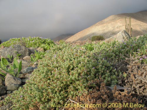 Image of Nolana villosa (). Click to enlarge parts of image.