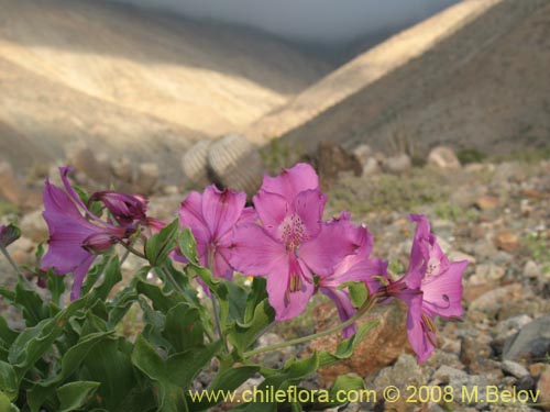 Image of Alstroemeria violacea (Lirio del campo). Click to enlarge parts of image.