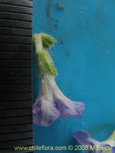 Image of Nolana villosa (). Click to enlarge parts of image.