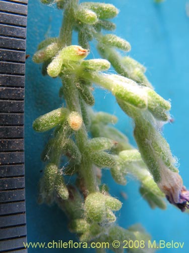 Image of Nolana villosa (). Click to enlarge parts of image.