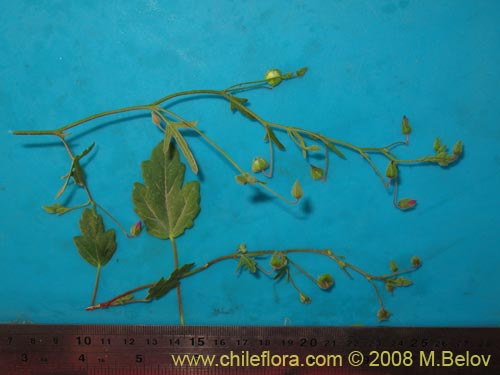 Bild von Cristaria molinae (). Klicken Sie, um den Ausschnitt zu vergrössern.