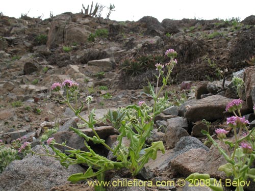 Imágen de Polyachyrus annus (Guata de lagarto). Haga un clic para aumentar parte de imágen.