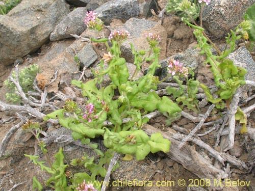 Polyachyrus annus의 사진