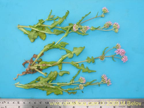 Imágen de Polyachyrus annus (Guata de lagarto). Haga un clic para aumentar parte de imágen.