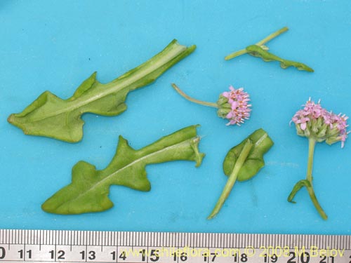 Imágen de Polyachyrus annus (Guata de lagarto). Haga un clic para aumentar parte de imágen.