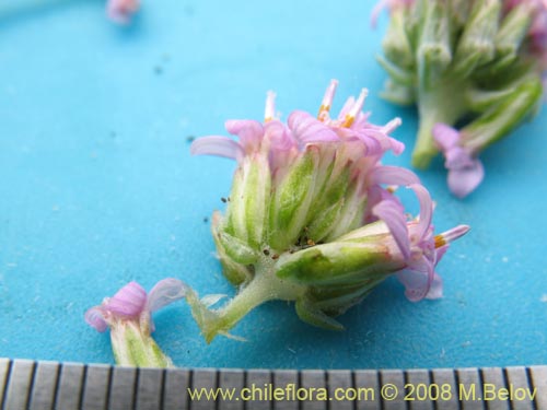 Polyachyrus annus의 사진