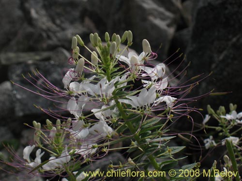 Cleome chilensis的照片