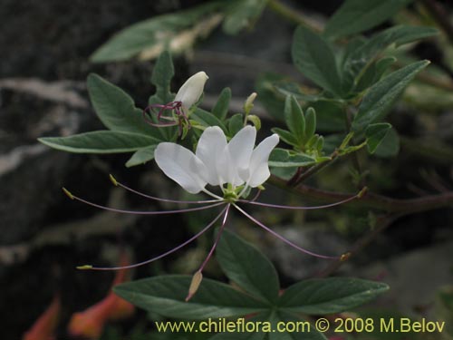 Cleome chilensis的照片