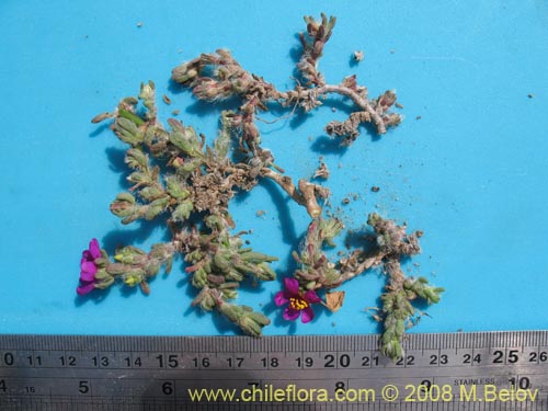 Portulaca philippii的照片