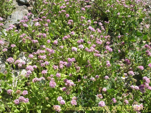 Imágen de Polyachyrus annus (Guata de lagarto). Haga un clic para aumentar parte de imágen.