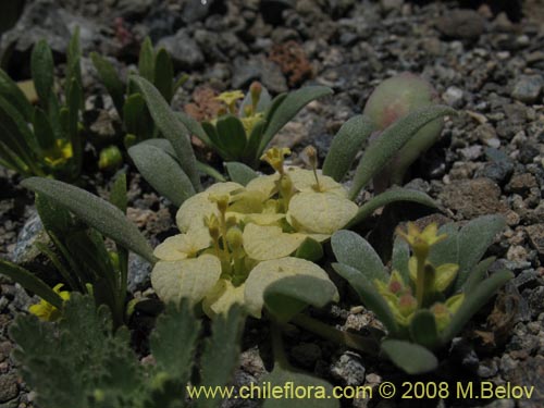 Image of Cruckshanksia sp.  #1346 (). Click to enlarge parts of image.