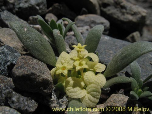 Image of Cruckshanksia sp.  #1346 (). Click to enlarge parts of image.