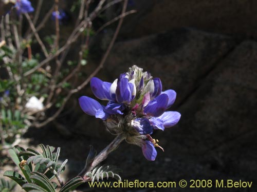 Bild von Dalea azurea (). Klicken Sie, um den Ausschnitt zu vergrössern.