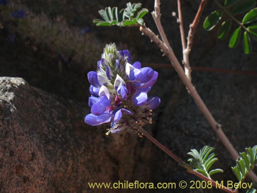Bild von Dalea azurea (). Klicken Sie, um den Ausschnitt zu vergrössern.