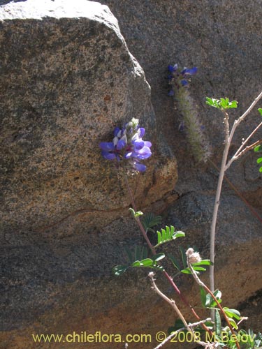 Bild von Dalea azurea (). Klicken Sie, um den Ausschnitt zu vergrössern.