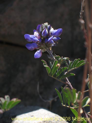 Bild von Dalea azurea (). Klicken Sie, um den Ausschnitt zu vergrössern.