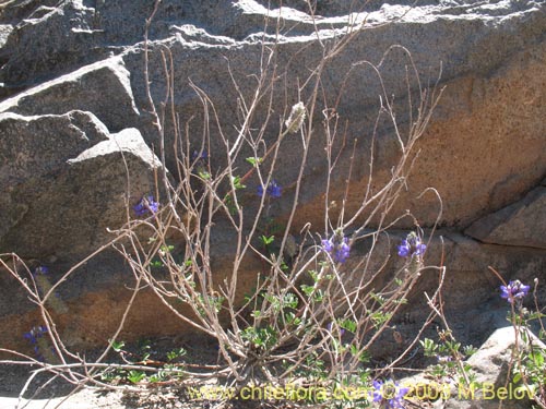 Bild von Dalea azurea (). Klicken Sie, um den Ausschnitt zu vergrössern.