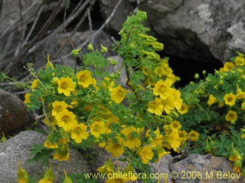 Image of Tropaeolum beuthii (). Click to enlarge parts of image.