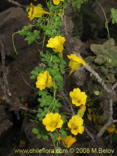 Tropaeolum beuthii의 사진