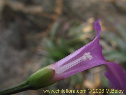 Bild von Ipomoea dumetorum (). Klicken Sie, um den Ausschnitt zu vergrössern.